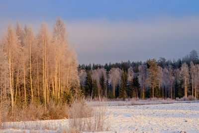 Trees on field against sky during winter