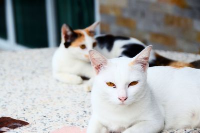 Close-up of cats lying on floor