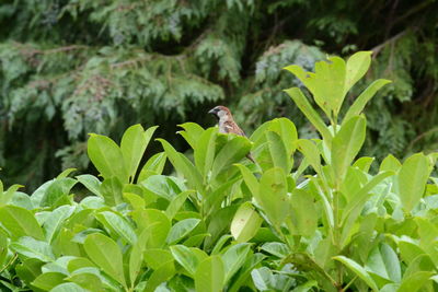 Close-up of bird perching on plant