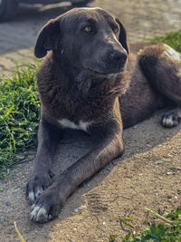 Dog relaxing on field