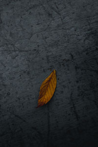 High angle view of yellow leaf on dry leaves