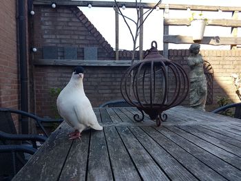 Seagull perching on railing