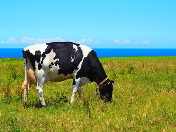 Cow standing in a field