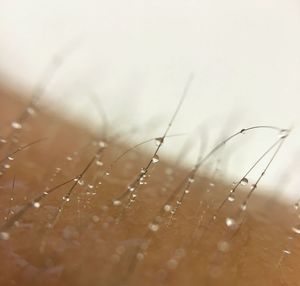 Close-up of water drops on stems against blurred background