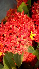 Close-up of red flowers blooming outdoors