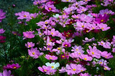 High angle view of pink flowering plants on field