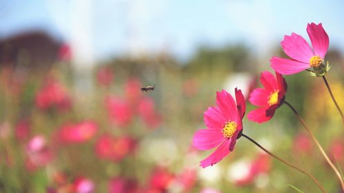 Close-up of insect on pink flower