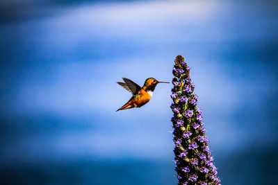 Low angle view of bird flying against sky