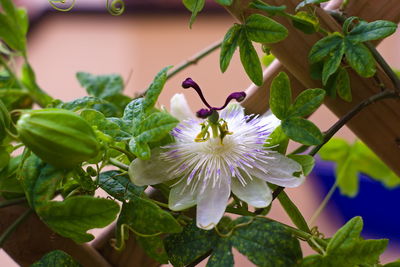 Close-up of purple flowering plant