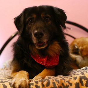 Close-up portrait of a dog