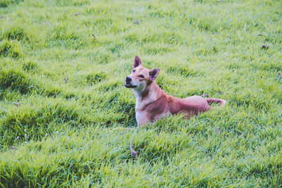 Side view of a dog on field