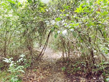 Trees growing in forest