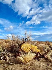 Plants growing on land against sky