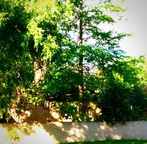 Low angle view of trees against sky