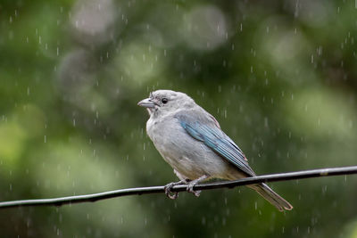 Close-up of bird on wire during rainy season