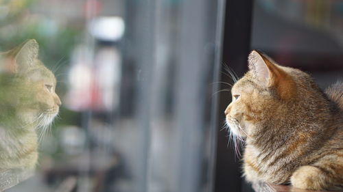 Close-up of a cat looking through window