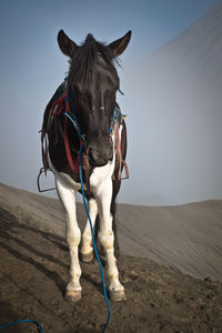 Close-up of horse