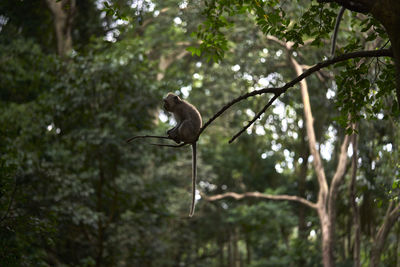 Low angle view of bird perching on tree in forest
