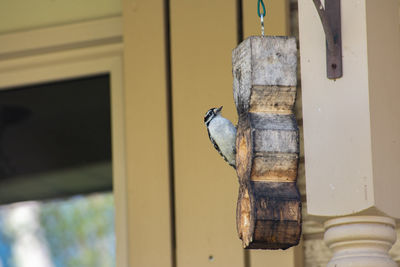 Close-up of bird feeder