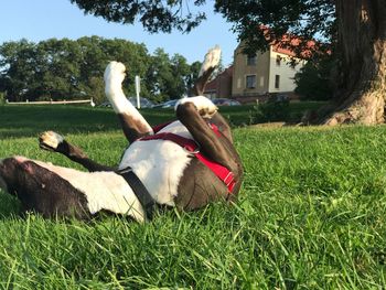 View of ducks on field