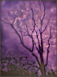 Low angle view of bare tree against sky