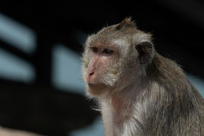 Close-up of long-tailed macaque head and shoulders