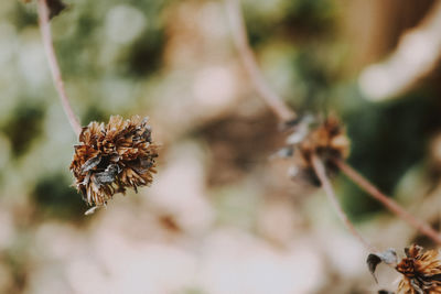 Close-up of dry leaves on plant