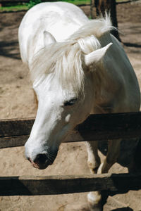 Close-up of horse in pen