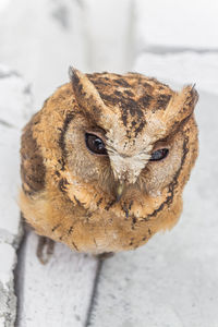 Close-up portrait of owl