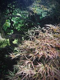 Trees in forest