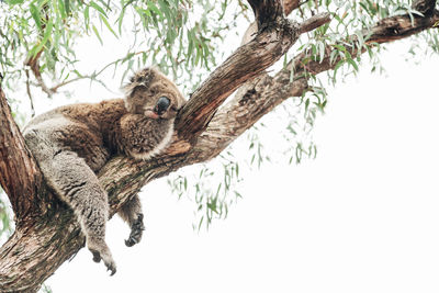 Low angle view of giraffe sleeping on tree