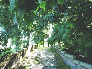 Trees growing in park