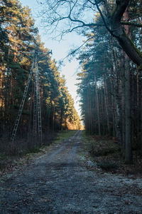 Trees in forest during autumn