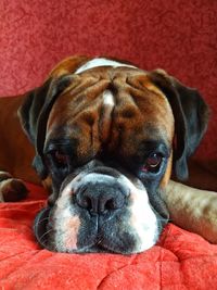 Close-up of a dog resting