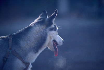 Close-up of dog looking away