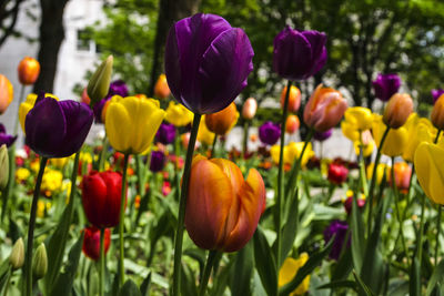 Close-up of multi colored tulips in field