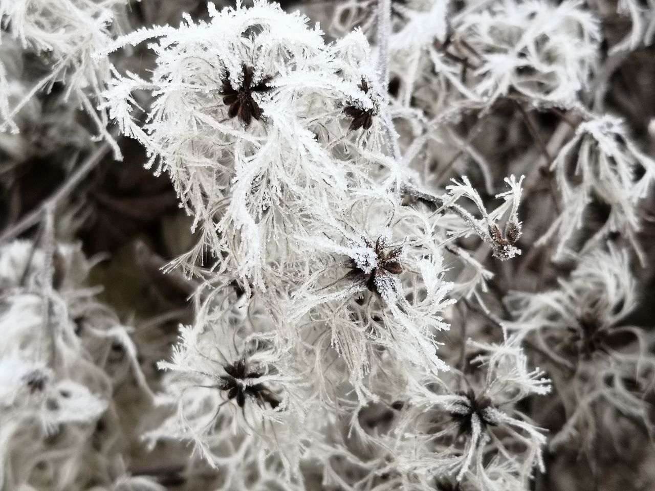 CLOSE-UP OF FRESH WHITE DANDELION