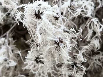 Close-up of wilted plant