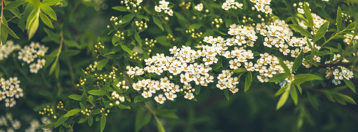 Close-up of flowering plant