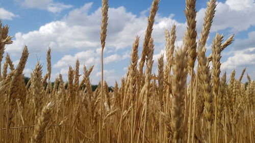 Close-up of wheat growing on field against sky