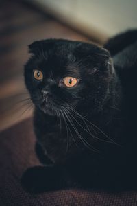 Close-up portrait of black cat