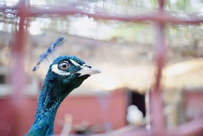 Close-up of a bird looking away
