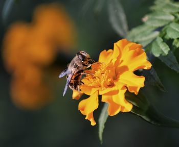 Close-up of bee pollinating on flower