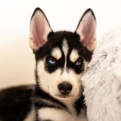 Close-up portrait of dog against white background