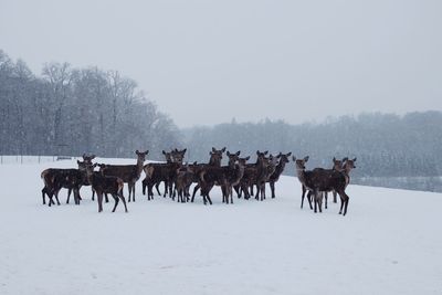 Horses on snow covered land