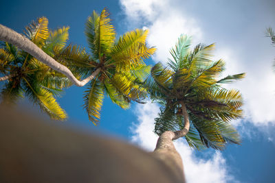 Low angle view of palm tree against sky