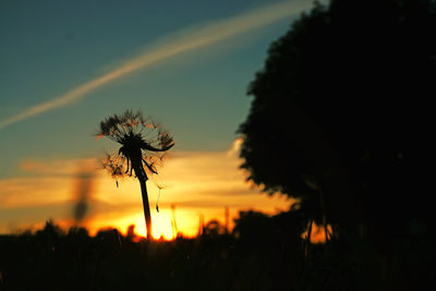 Close-up of silhouette thistle against sky during sunset