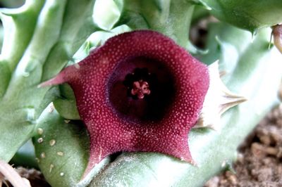 Close-up of red flower