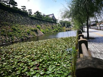 Footpath by river in park against sky