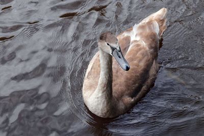 High angle view of swan swimming in water